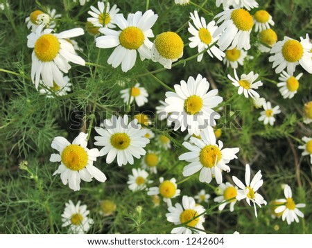 Beautiful white camomilies field flower spring scenic background.