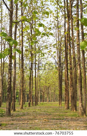 Teak forests to the environment.