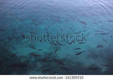 Fish deep in the Plitvice Lakes, National Park, Croatia