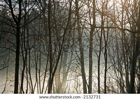 Winter forest in the morning fog