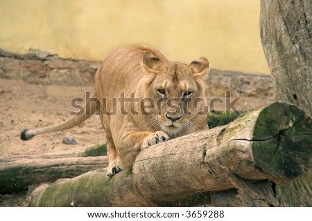 female lion scratching claws against tree trunk
