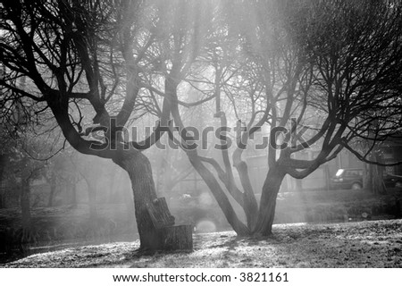 sunlight through trees