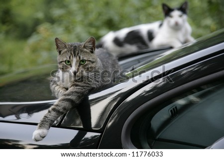 two cats rest on the hood of car
