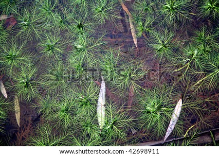 green underwater plants in the forest swamp