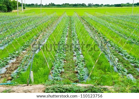 Beans farm in thailand