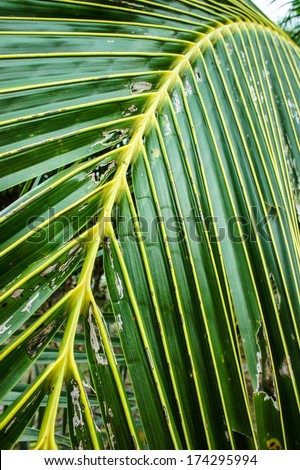 Coconut Leave Green Line Composition, Closeup