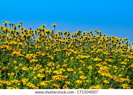 Yellow cosmos flowers and sky