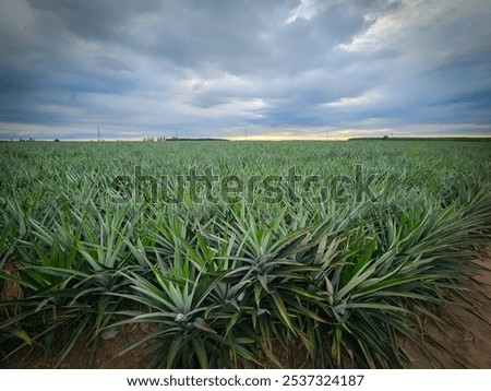 Image, Stock Photo Pineapples on a plantation with orange backlight, El Hierro, Canary Islands, Spain