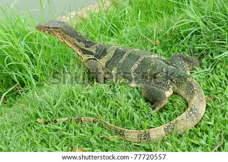 giant lizard amphibious reptile , useful for biological and zoological field of study