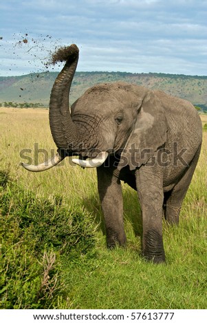 African elephant throwing up dirt in the air and over its back to repel insects