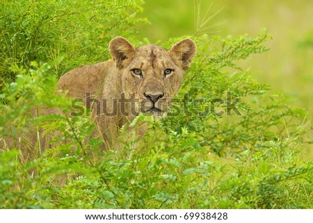 The yellow color of a lion stands out in the green season of Africa