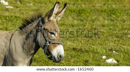 A patient little donkey in a field. Space for text on the grass background.