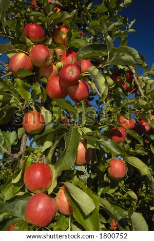 The boughs of an apple tree in late summer, laden down with rich red fruit, set against a clear blue sky.