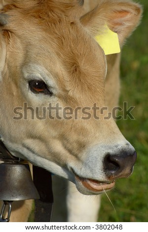 A close-up portrait of a Jersey heifer. Small amount of space for text on the yellow ear tag.