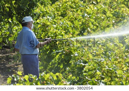 A farmer sprays his vines with some chemical substance, wearing only a face mask.
