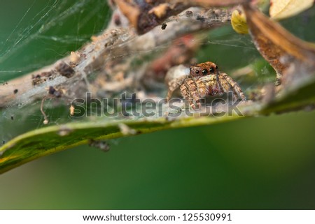 jumping spider on leave