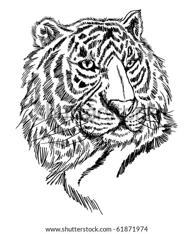 Sketch Tiger Stock Vector Illustration 61871974 : Shutterstock