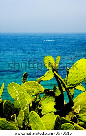 Beautiful European coastal scene with lovely green cactus in the foreground