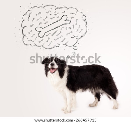 Cute black and white border collie dreaming about a bone in a thought bubble