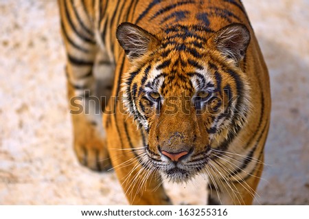Tigers face