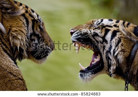 Close up shot of two tigers communicating. Roaring tiger with bare teeth. Thailand