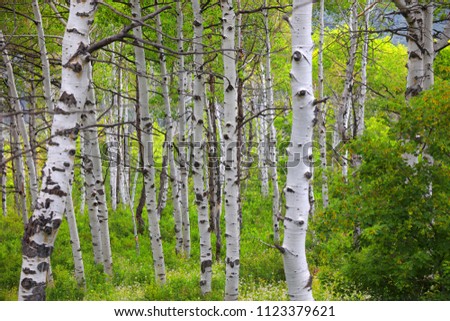 Similar – Image, Stock Photo The tree in the autumn dress in front of the facade of marble