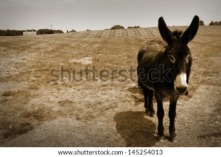 Donkey in the farm in sepia color