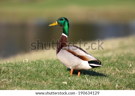 Beautiful Mallard duck by the lake
