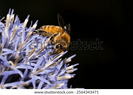 Similar – Image, Stock Photo blue ball with bee flowers