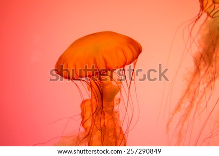 Close up shot of Jelly fish
