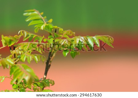 Close up shot of curry leaves