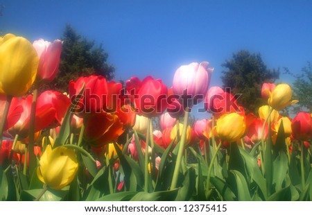 Colorful Tulips with sky background in holland michigan