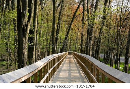 board walk through woods in a deep forest