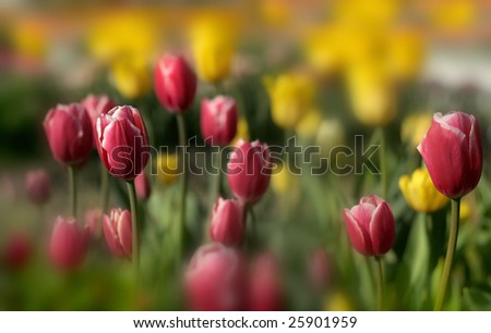 Beautiful Tulip plants shot with shallow depth of field