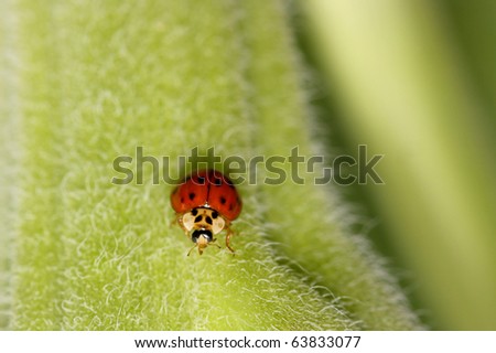 Tiny red lady bug on Okra plant stem