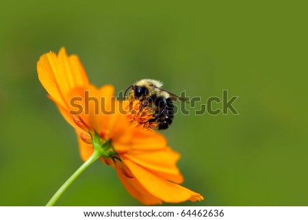 single bee on orange flower