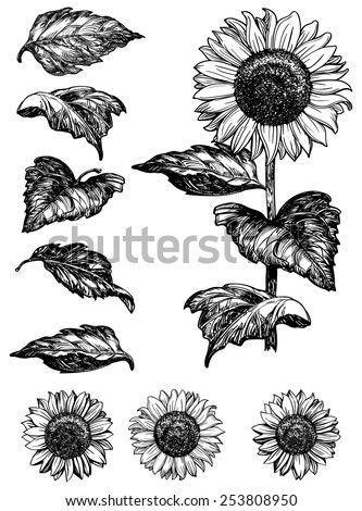 Sunflower Clip Art Free Vector | 123Freevectors