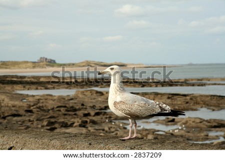 Sea bird with Bamburgh Castle in the distance