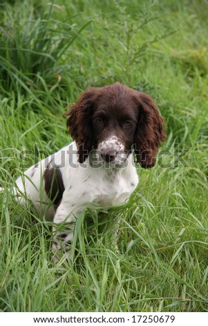 Spaniel puppy sits in the grass