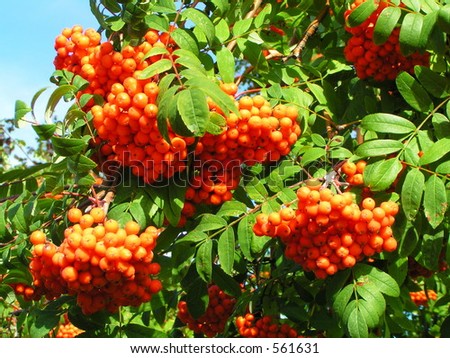 Mayday Tree Stock Photo 561631 : Shutterstock