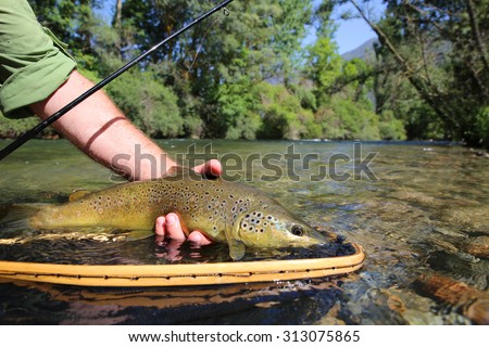 Closeup of brown trout fish caught in landing net