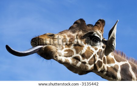 funny giraffe with tongue out
