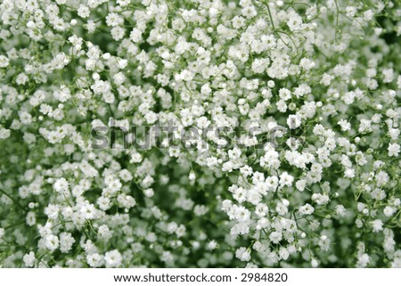 Background with little white flowers for wedding bouquet
