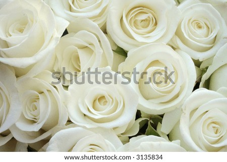 Beautiful white roses for wedding - texture