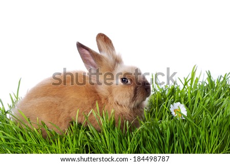 Little bunny in the grass on white background