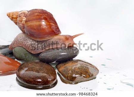 Most land snails on the rock