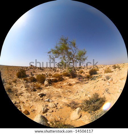 circular fish-eye shot of a single green tree at sunlit desert with small rocks at the foreground and gradient blue sky as a background