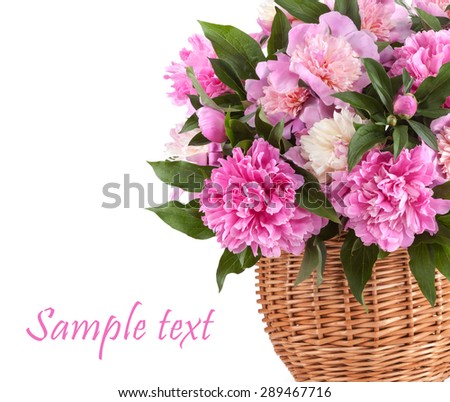 Pink peonies isolated on white background.