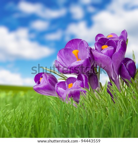 Landscape grass sky and violet flower. Crocus