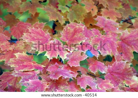 multiple colors on the maple leaves